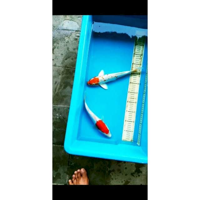 MIX SZ 30-31CM MALEXFEMALE