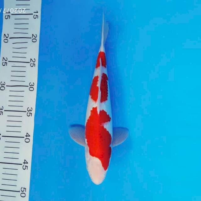 SOCHI 10 ~ KOHAKU ™
