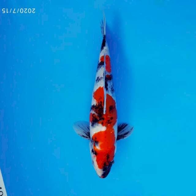 SOCHI 12 ~ SHOWA EVOLUTION ™
