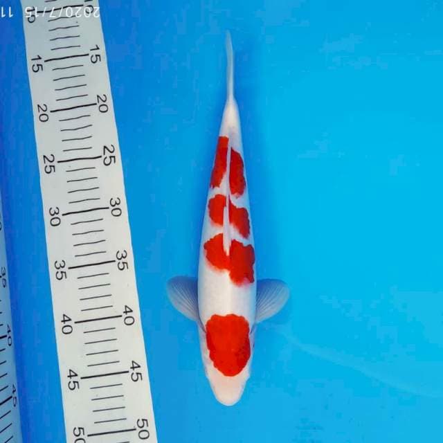 SOCHI 13 ~ KOHAKU 4 STEPS ™