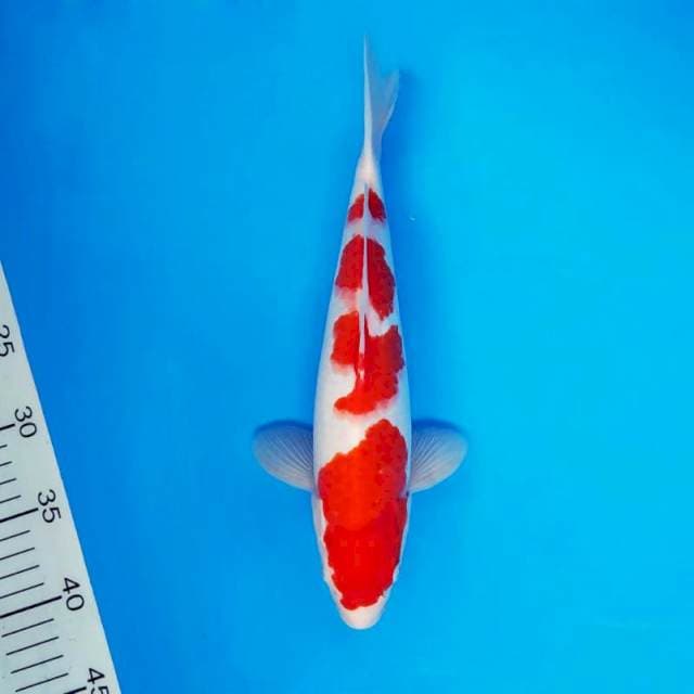 SOCHI 14 ~ KOHAKU 4 STEPS ™