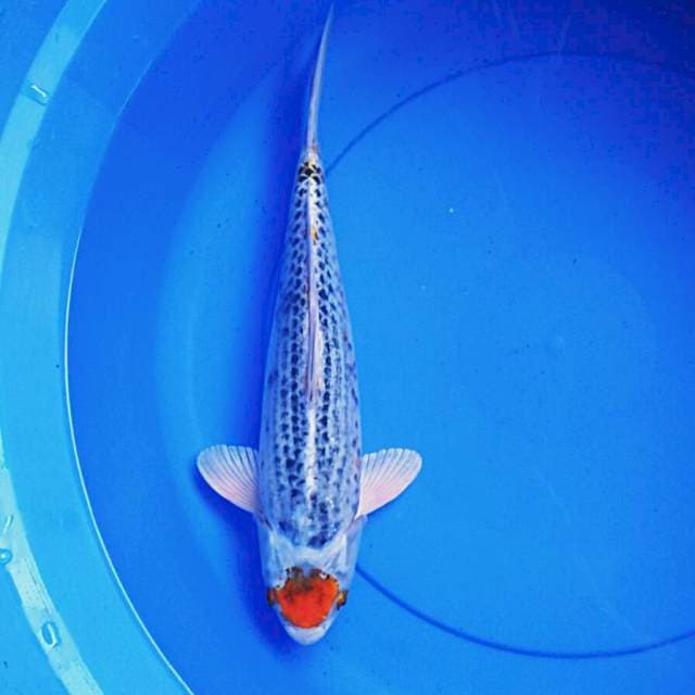 Tancho kujaku 36cm