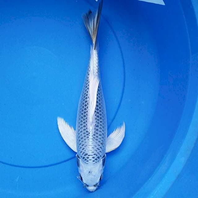 Kumpay matsuba jos 35cm
