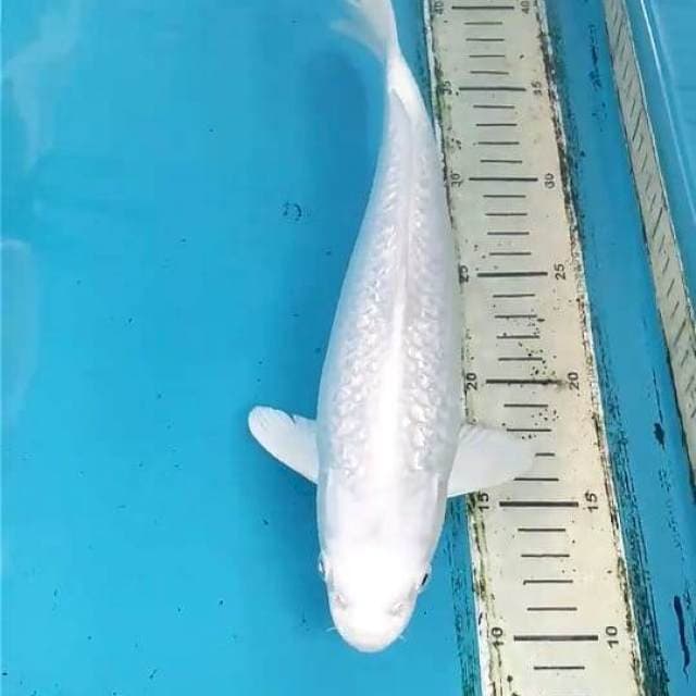 Platinum Ginrin 30cm