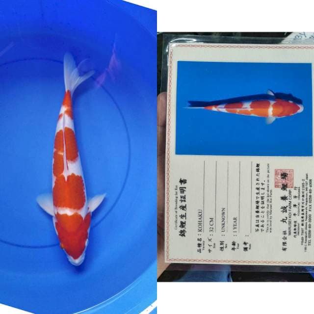 Kohaku marusei