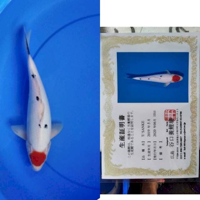 Tancho sanke Taniguchi serti