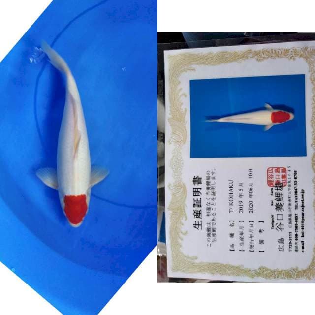 Tancho kohaku taniguchi serti