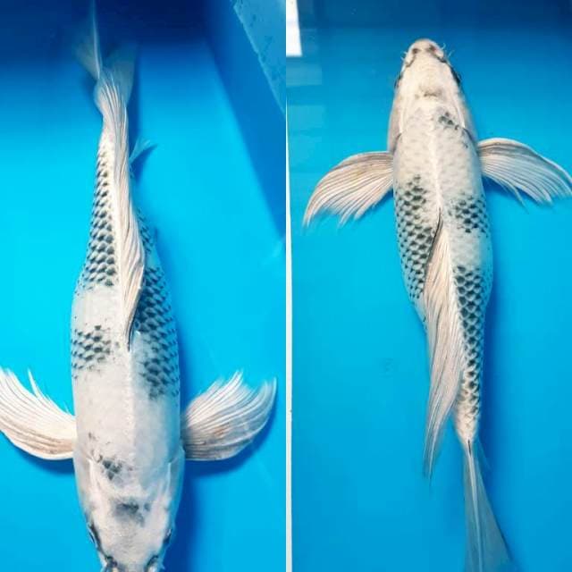 ANEKA 2 ~ Gin shiro utsuri kumpay 35cm