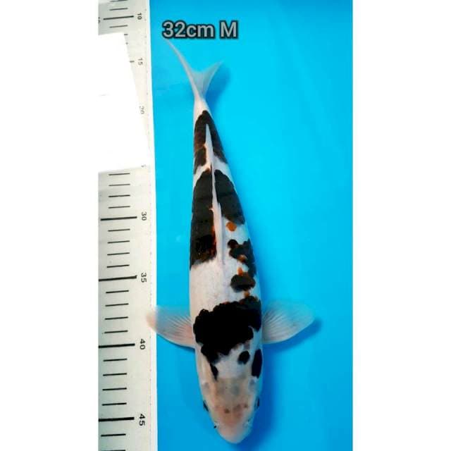 ANEKA 4 ~ Budho Goromo jantan 32cm