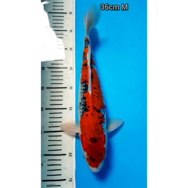 ANEKA 7 ~ Super Goshiki Jantan 36cm