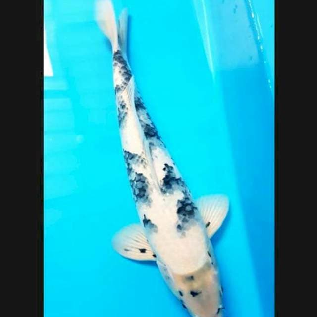 ANEKA 9 ~ Shiro jantan 39cm
