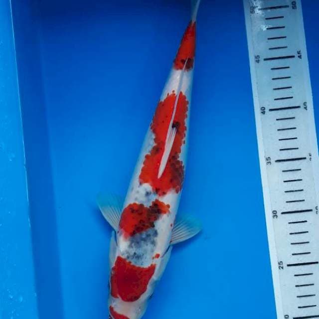 Goshiki 35cm