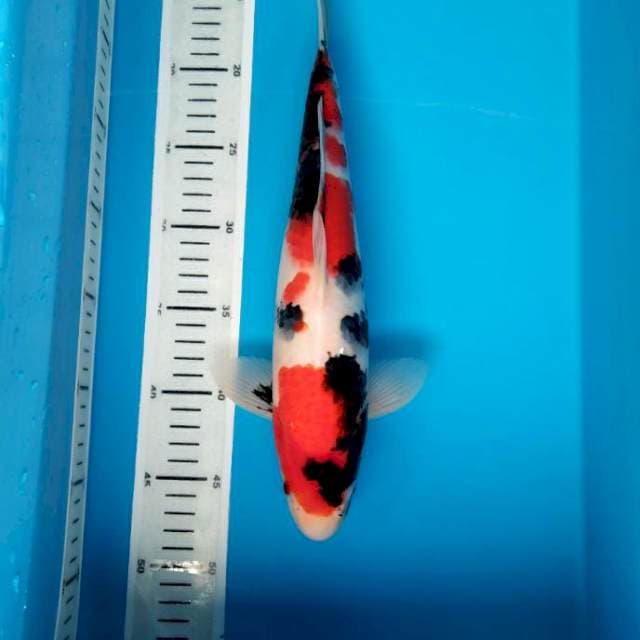 Showa Strong 34cm