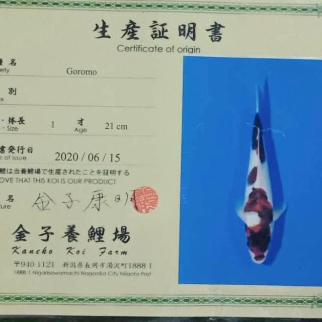 Goromo import