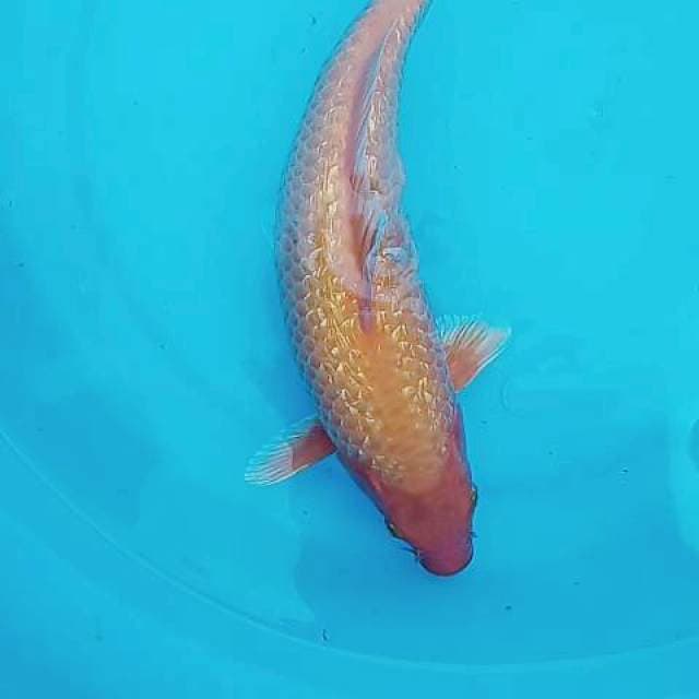 Merah ginrin 35 bu