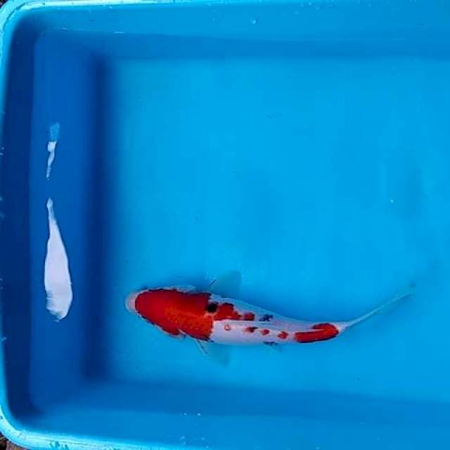 Sanke 24cm