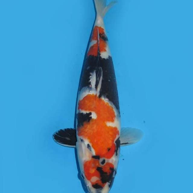 38cm , Showa Sanshoku Tategoi