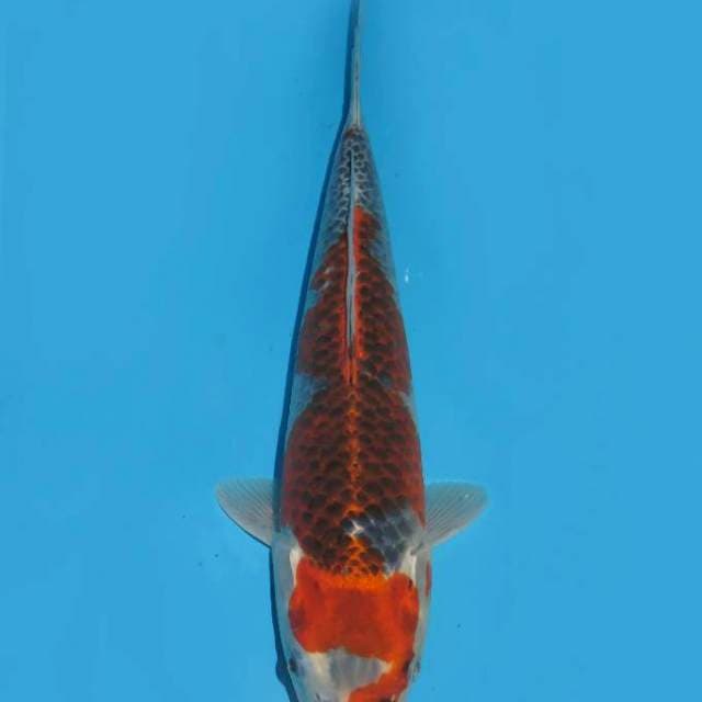 33cm , Goshiki Merah