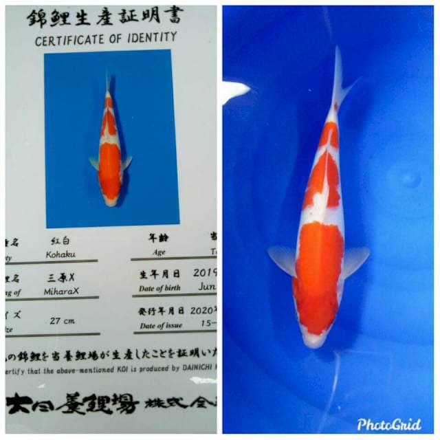 Kohaku import dainichi farm tosai