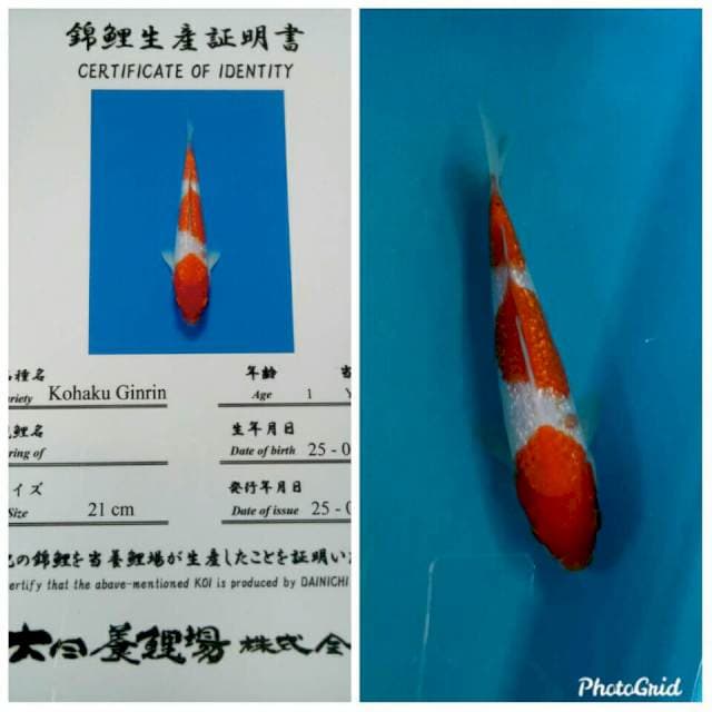 Ginrin kohaku dainichi tosai