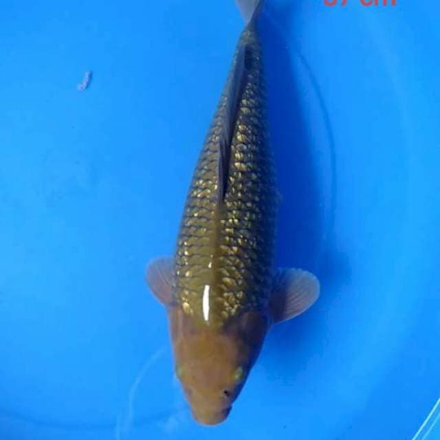 cagoi ginrin