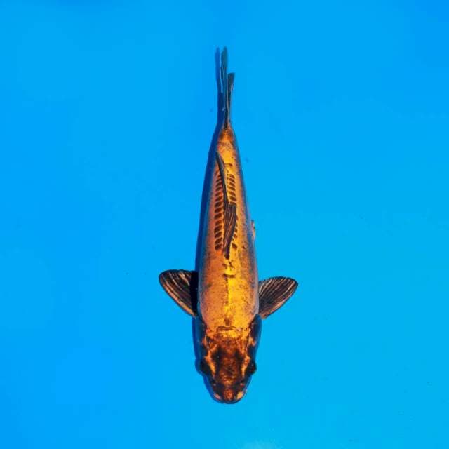 Kiko bata karat 30cm , ( antik )
