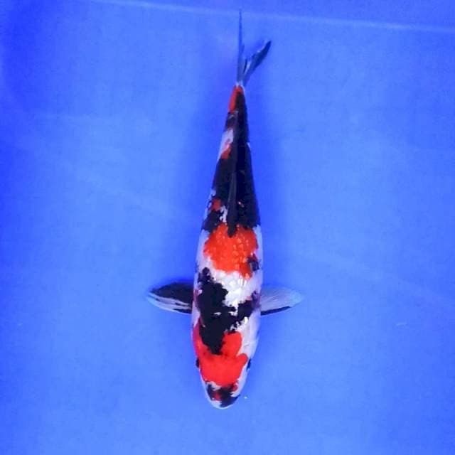 2. Showa Ginrin || 27 cm || Jantan