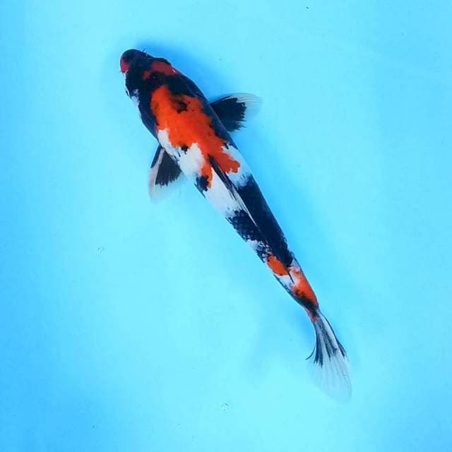 5. Showa Motogoro || 36 cm || Jantan