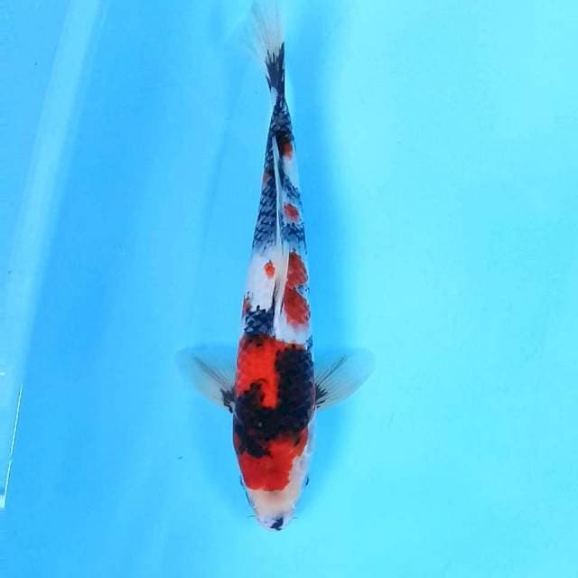 6. Showa || 34 cm