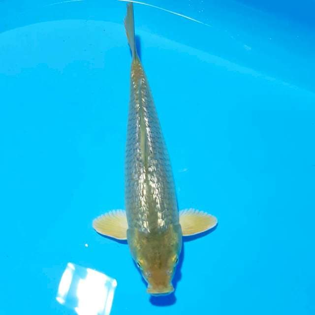 Gindrin male31cm