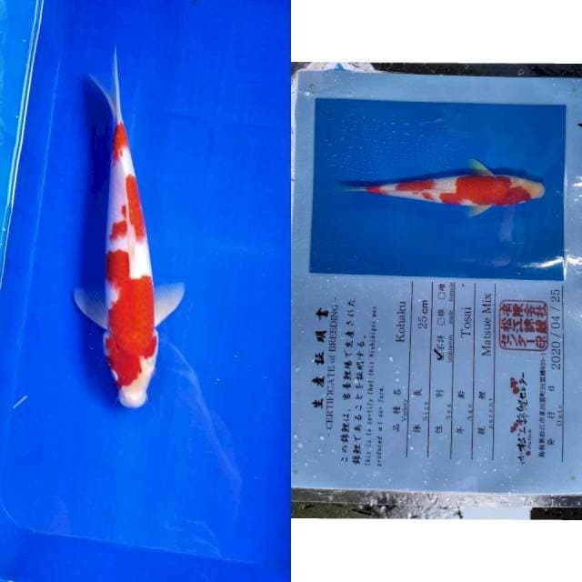 Kohaku matsue serti