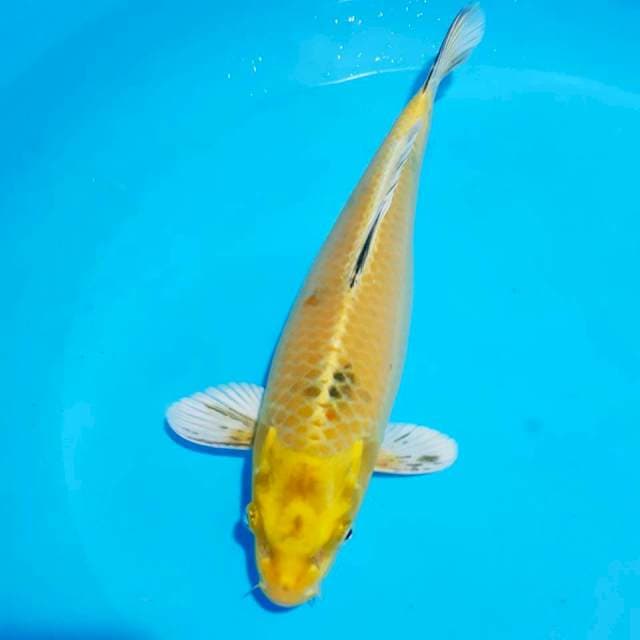 Hikarimono 32cm