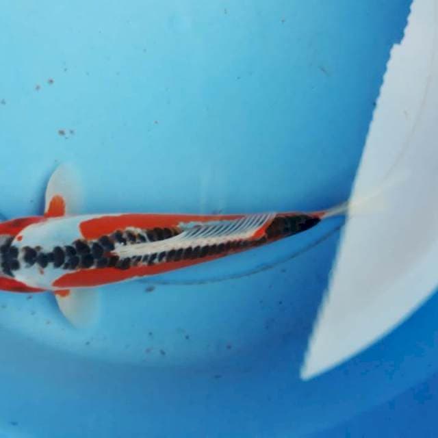 Susui itimewa 27cm