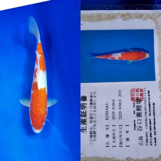 Kohaku taniguchi serti