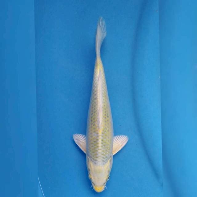 Okawa Mukashi Ogon
