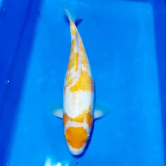 Koyo mata merah 34cm
