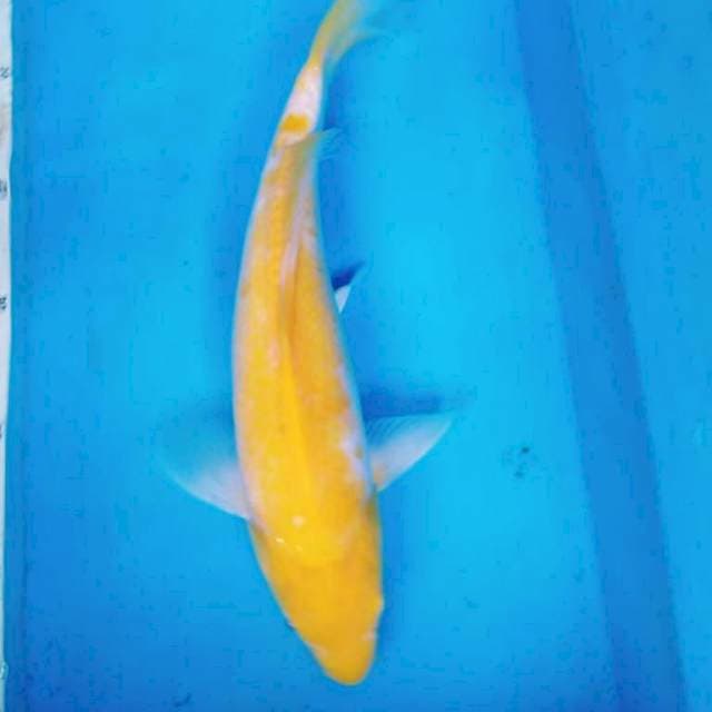 KOYO MATA MERAH
