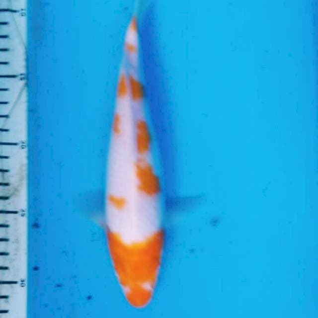 KOYO MATA MERAH