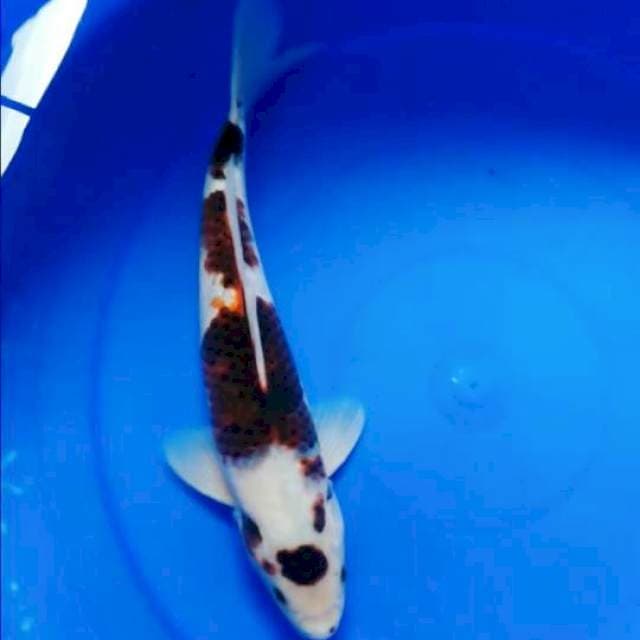 Marugoromo ±35 cm male