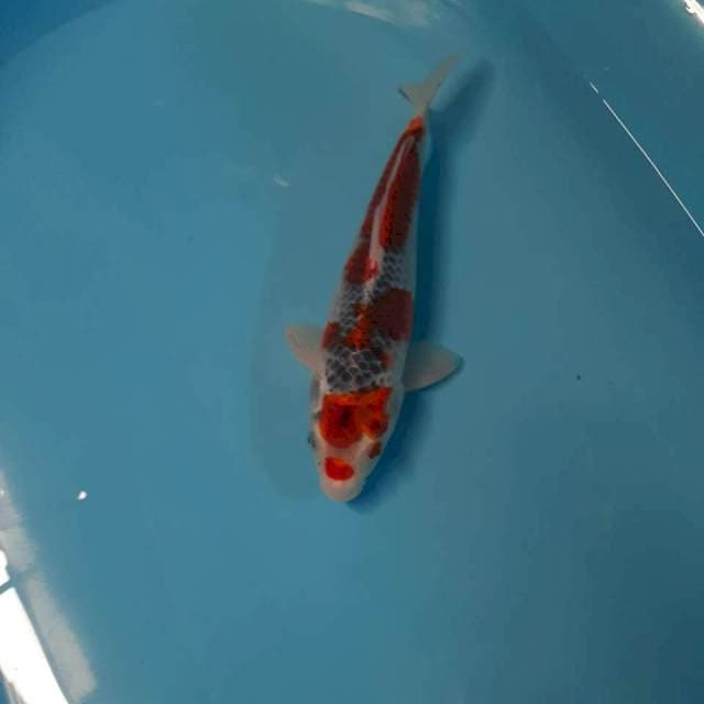 Goshiki 25cm
