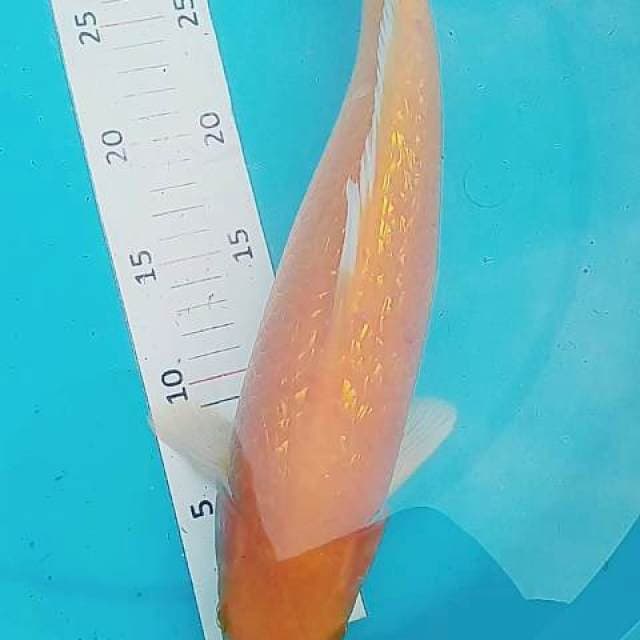 Karasi merah ginrin 37 cm