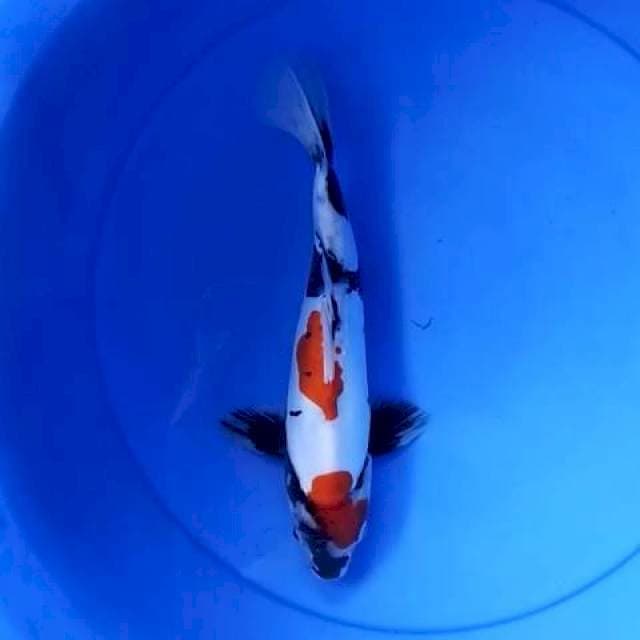 Showa doitshu 28 cm