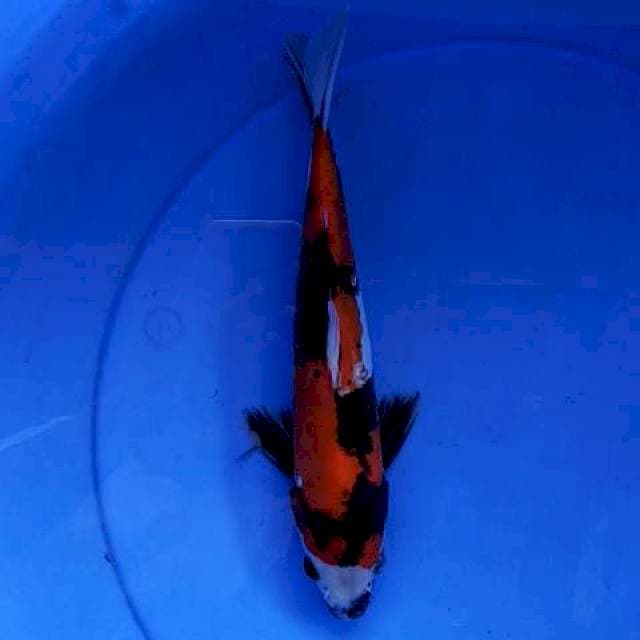 Showa doitshu 27 cm