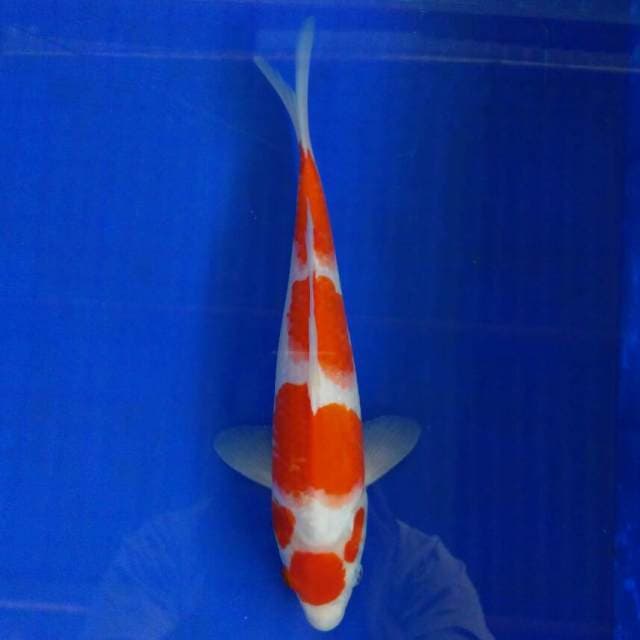 HQ kohaku 32cm