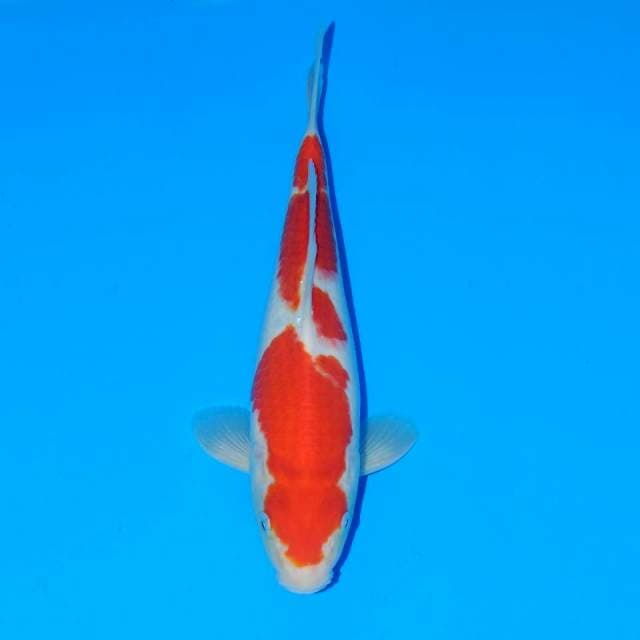 Kohaku f1 original