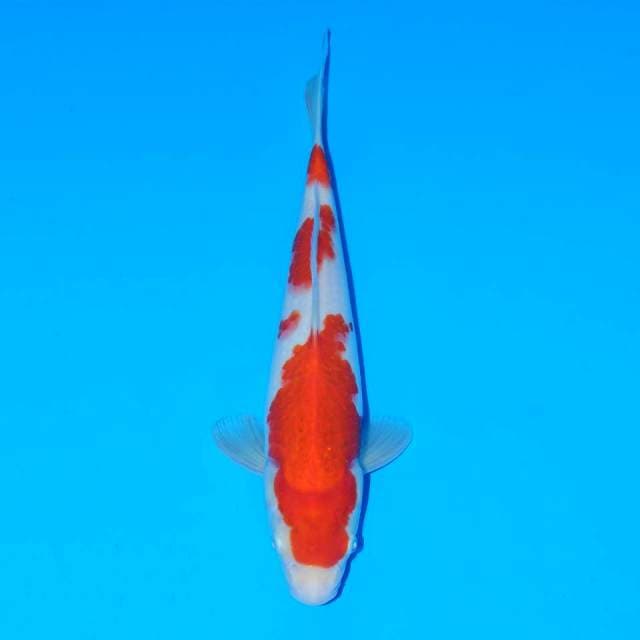 Kohaku F1 original