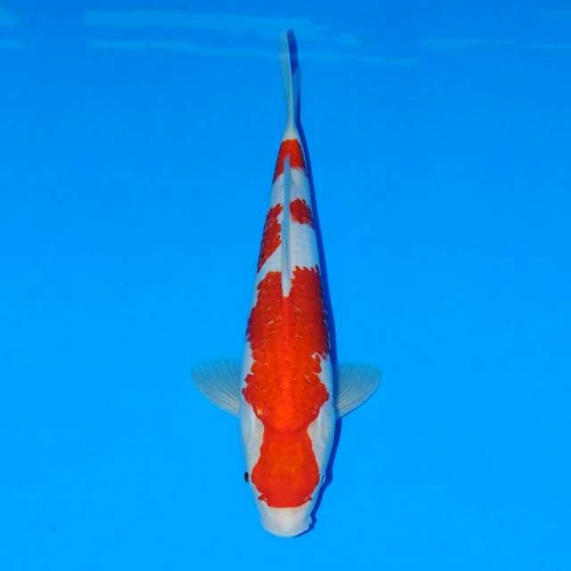 Kohaku f1 tulang besar