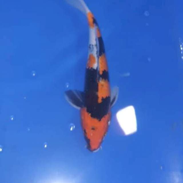 Showa 36cm
