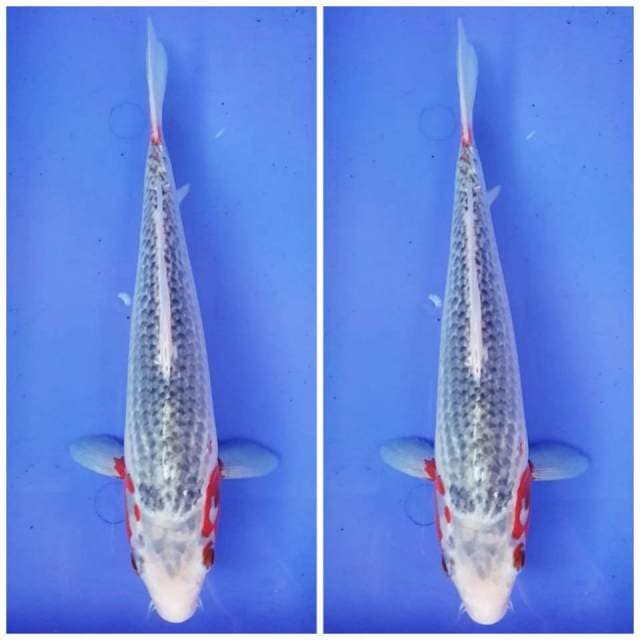 ASAGI ~ 30CM