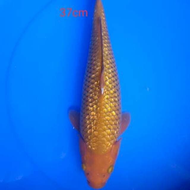 cagoi tembaga ginrin
